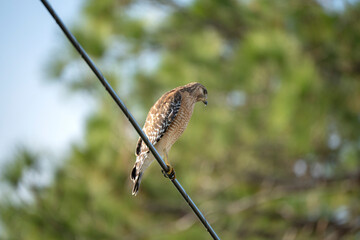 The red-shouldered hawk bird perching on electric cable looking for prey to hunt