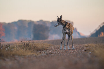 perro, galgo, animal, fauna, naturaleza, mamífero, paisaje, de paseo, Greyhound, dog,galgo español, amor, love, instadog, galgos, adopta, adopta un galgo,  galgolovers, free the galgo, no compres adop