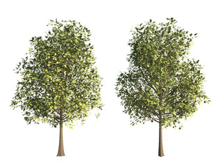 Obraz premium 3d rendering tree isolated cut background