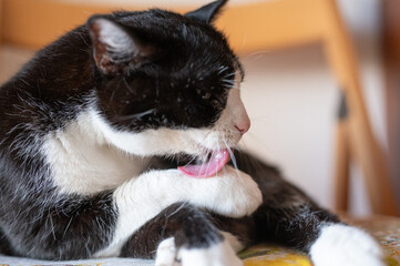 Gatto bianco e nero che si pulisce il pelo della zampa con la lingua - 711690062