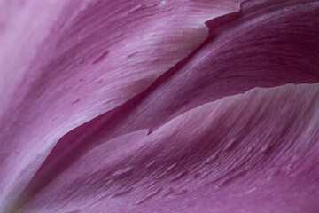 Blütenblatt einer Tulpe in rosa mit Struktur als Makroaufnahme