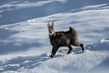 Alpine chamois , Rupicapra rupicapra, with bristling fur  standing on a snowy slope on a cold and...