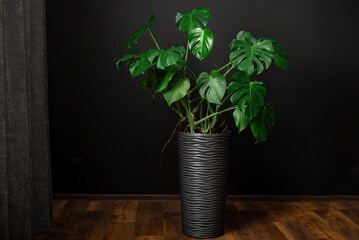 Monstera deliciosa or Swiss Cheese Plant in a gray flower pot on a wood floor, home gardening and connecting with nature