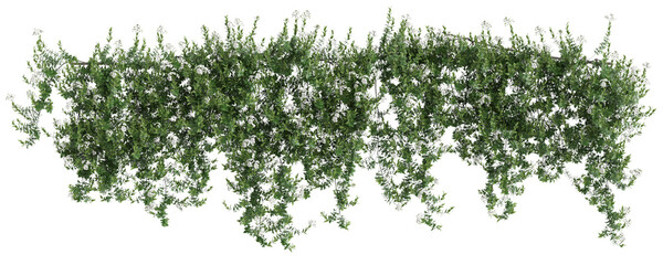 3d illustration of hanging plant Solanum laxum isolated on transparent background