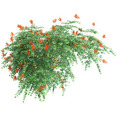 3d illustration of hanging plant Campsis radicans isolated on transparent background