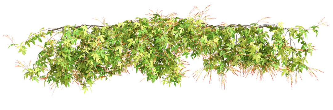 3d illustration of hanging plant Ipomoea lobata isolated on transparent background