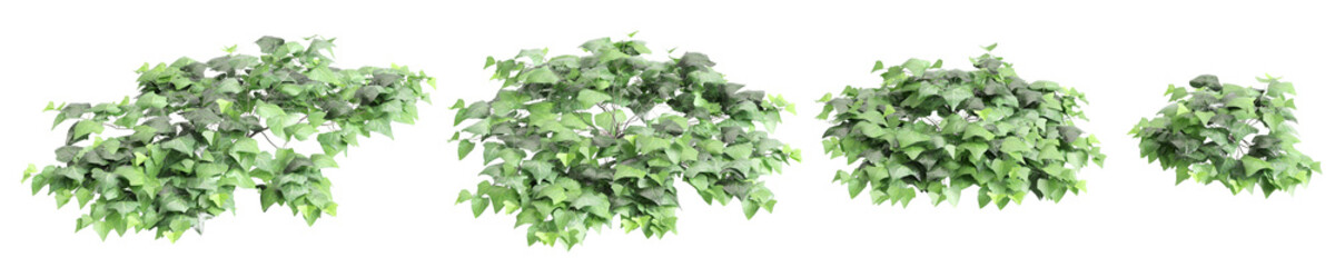 3d illustration of set Hedera canariensis bush isolated on transparent background - obrazy, fototapety, plakaty