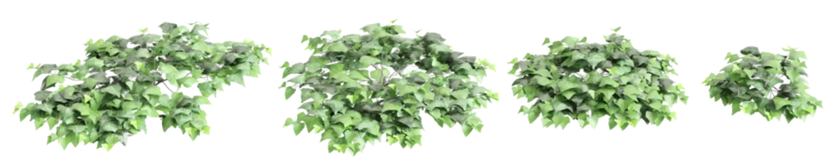 Foto op Canvas 3d illustration of set Hedera canariensis bush isolated on transparent background © TrngPhp