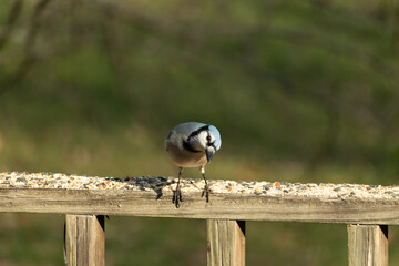 Obraz na płótnie Canvas This beautiful blue jay bird is standing on the wooden railing. The pretty bird looks like he is about to pounce but waiting for the right moment. His white belly standing out from his blue feathers.