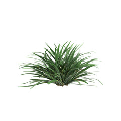 3d illustration of Liriope muscari bush isolated on transparent background