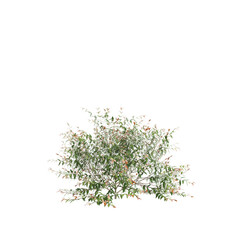 3d illustration of Austromyrtus dulcis bush isolated on transparent background