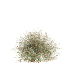 3d illustration of Austromyrtus dulcis bush isolated on transparent background