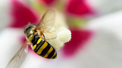 bee on flower