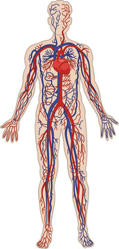 Human Circulatory System. The cardiovascular system. Vector Illustration of Heart, Arteries, and Veins. Anatomy and Medicine