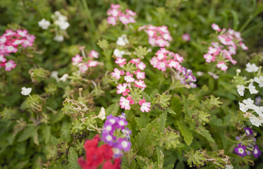 Obraz premium pink, red, purple and white flowers, Pink mini carnation flowers, Dianthus flower stock images, pink red white micro flower
