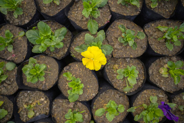 Yellow Jasmine bloom, plant in the garden, Soft focus of close up yellow pansy flower, Pansy Viola...