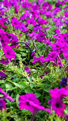 Obraz premium Purple Petunia hybrida blossom blooming in Garden, beautiful little flowers in home decorative, Natural flower background. close up. Vertical.