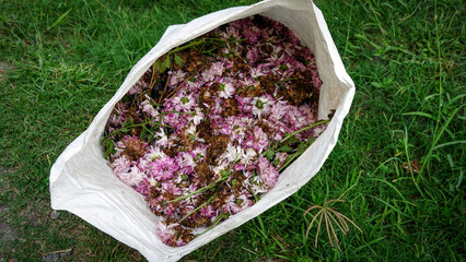 Top View of a white plastic sack bag full of dried pink Chrysanthemum and leaves put on grass field background, Pruning work. Agriculture concept. Close up.