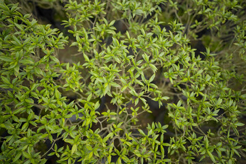 Close-up of Tiny Green Leaves stock images
