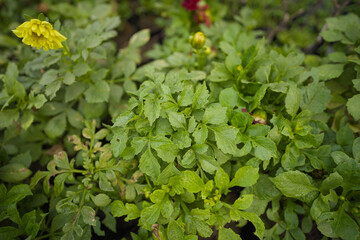 leaves in the garden, leaves background stock images