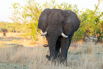 Elephants au Botswana