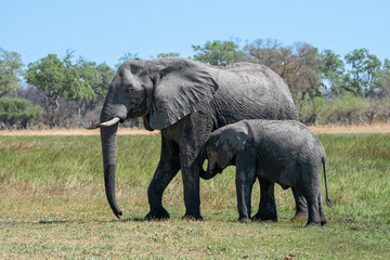 Éléphants au Botswana