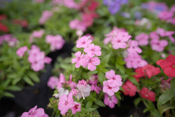 Naklejka premium pink flowers, Summer, beauty, flower, white, pink, blossom, Close up of Lanai Verbena pink flowers stock photo