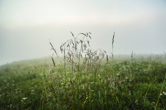 mountain grass in fog at early morning 