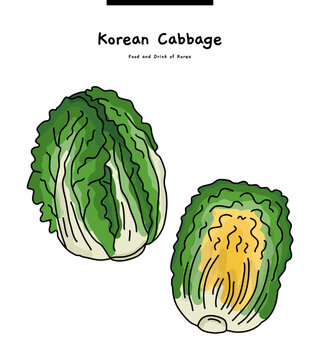 This illustration is cabbage, a Korean vegetable.