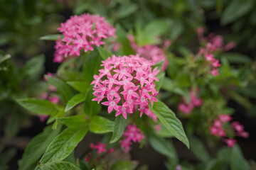 Pentas lanceolata beautiful pink starcluster flowers stock photo, Pink Pentas flowers growing, Pentas, Star flower, Star cluster, Image of beautiful pink pentas flowers in bloom in a garden 