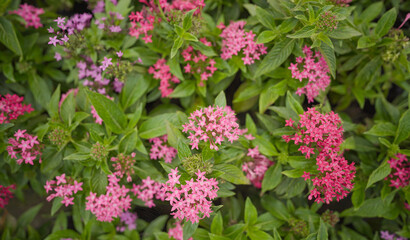 Pentas lanceolata beautiful pink starcluster flowers stock photo, Pink Pentas flowers growing, Pentas, Star flower, Star cluster, Image of beautiful pink pentas flowers in bloom in a garden 