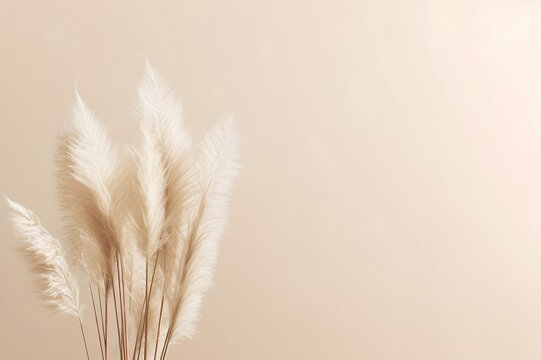 White fluffy pampas grass background