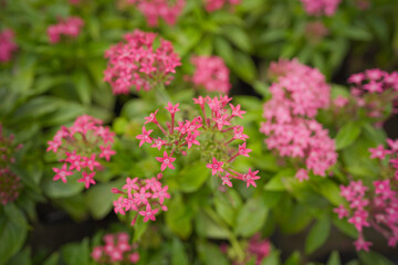 Pentas lanceolata beautiful pink starcluster flowers stock photo, Pink Pentas flowers growing, Pentas, Star flower, Star cluster, Image of beautiful pink pentas flowers in bloom in a garden 