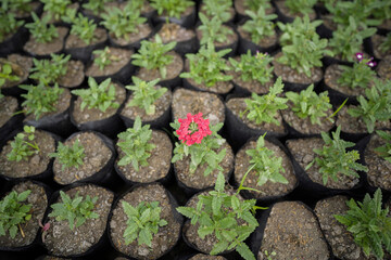 Red inflorescence of Glandularia x hybrida plant, Verbena is a bright annual flower, Verbena hybrida Sandy Rosa, perennial ornamental trailing plant stock images