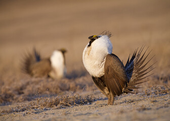 Greater Sage-grouse on the breeding grounds, a.k.a. "lek". Near bird is in sharp focus with another displaying male in the background ... they are competing for mates.