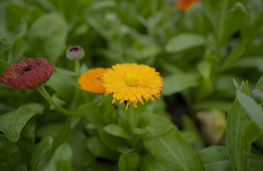  Beautiful Pot marigold, Close up of Colorful Marigold flower, Yellow Flower, flowers of pot marigold stock images