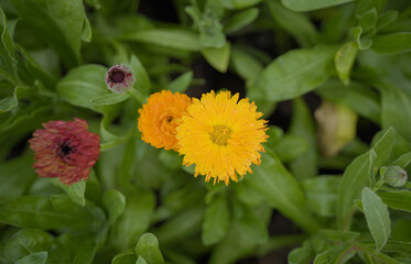  Beautiful Pot marigold, Close up of Colorful Marigold flower, Yellow Flower, flowers of pot marigold stock images