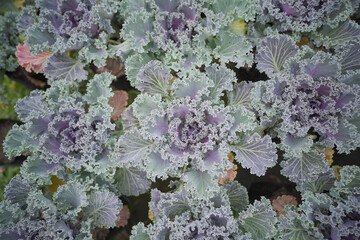 Purple cabbage flower growing, Top view of Purple cabbage flower leaves, Ornamental cabbages in...