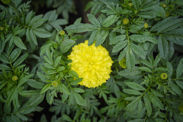 Close up of Indian yellow inka genda marigold flowers growing in a garden with green leaves, Beautiful yellow marigold flowers Marigold in the garden of flowering stock images - obrazy, fototapety, plakaty