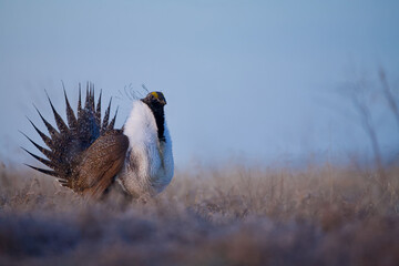 a male Greater Sage-grouse performs mating display in the pre-dawn hour before sunrise