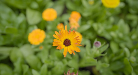 Beautiful Pot marigold, Close up of Colorful Marigold flower, Yellow Flower, flowers of pot marigold stock images raw image