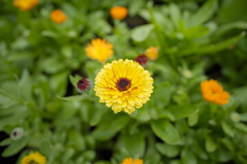 Beautiful Pot marigold, Close up of Colorful  Marigold flower,  Yellow Flower,  flowers of pot marigold stock images 