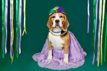 A beagle dog in costume for the Mardi Gras festival. The concept of humanizing pets.