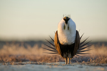 Greater Sage-grouse bathed in side light at sunrise, as he performs his mating dance