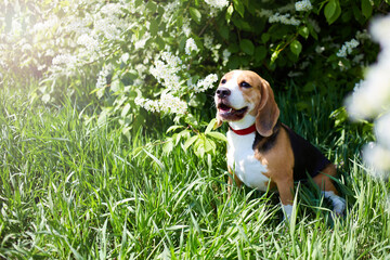 A beagle dog is sitting in the green grass by a flowering bird cherry bush. 