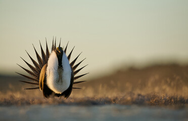 Greater Sage-grouse performs mating dance on the breeding grounds in early spring