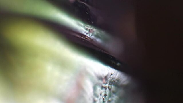 Emerald organic surface in ultra close-up macro 