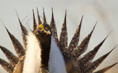 Greater Sage-grouse - extreme close up portrait of a male's head and bust with his tail feathers fanned out behind him as he performs his dramatic mating display