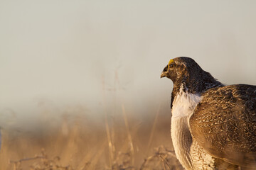 Portrait of a male Greater Sage-grouse as he looks into the distance
