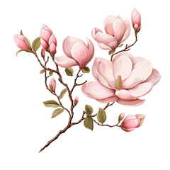 Magnolias with Branches isolated on transparent background